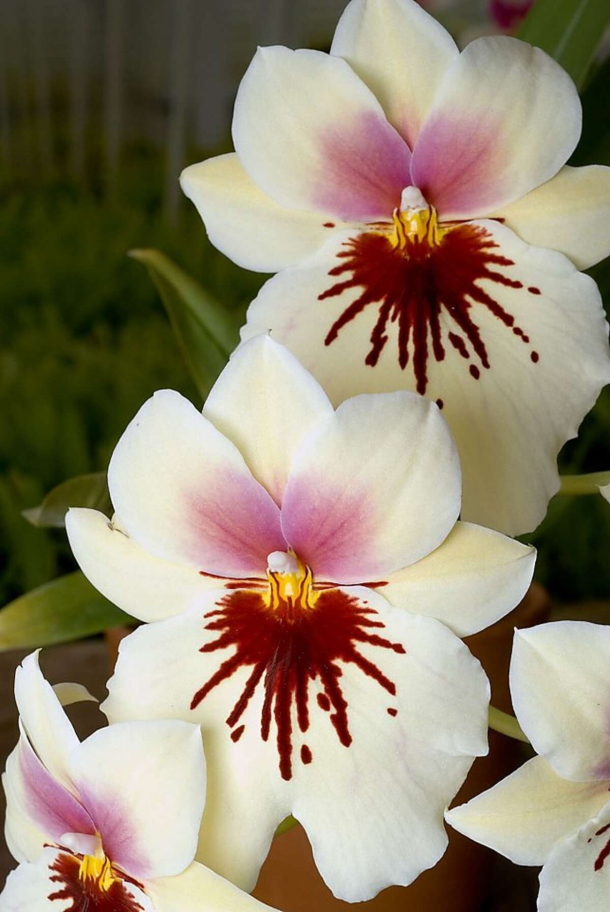 Miltoniopsis A Charming Tropical Orchid