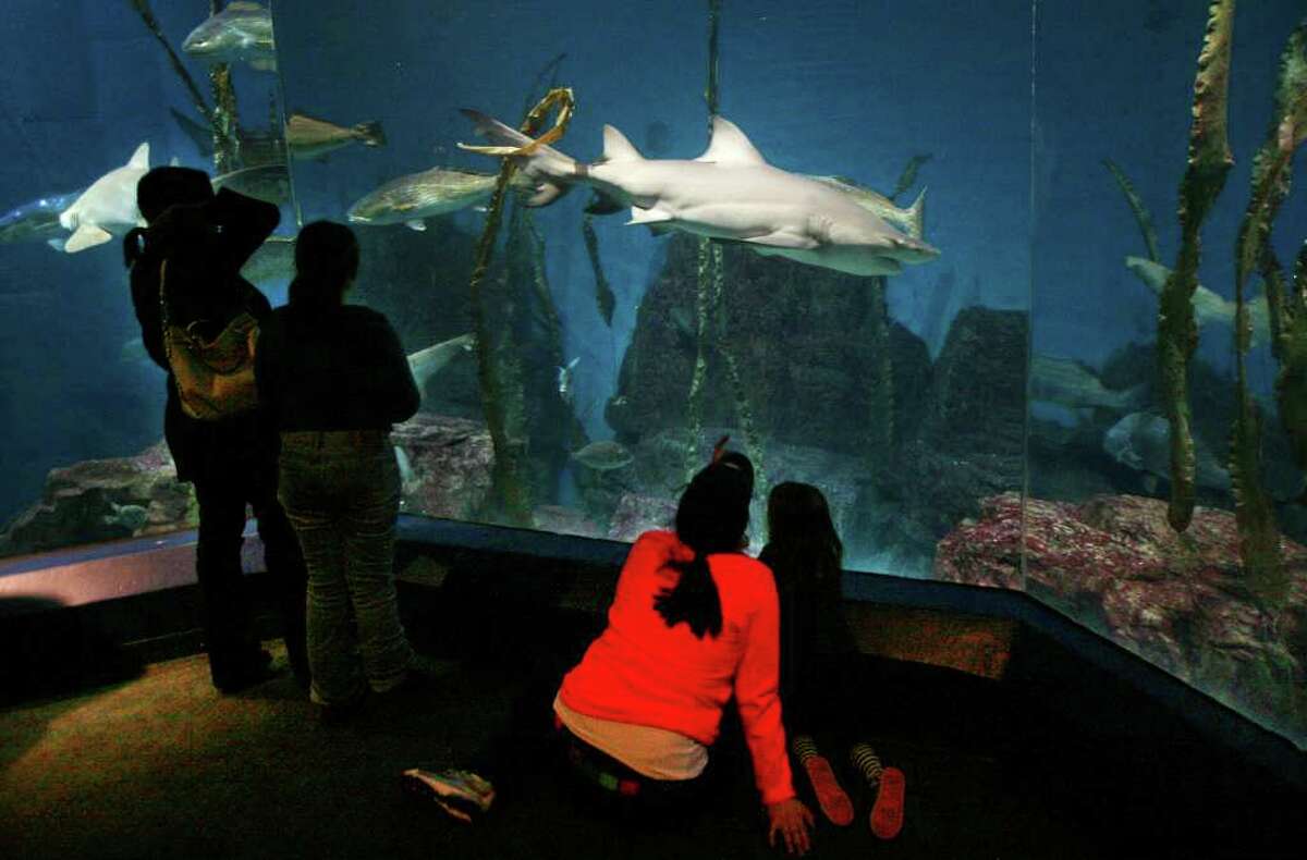 A lemon shark, center, is one of the many new species additions as part of the "FINtastic RefurbFISHment" at the Maritime Aquarium in Norwalk on Thursday, February 9, 2012.