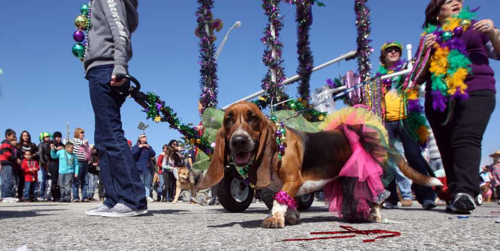 Galveston parade offers much to bark about