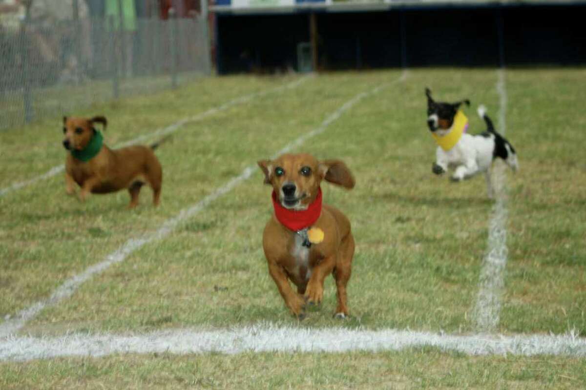 Dogs run during the Buda Lions Wiener Dog Races. (Michael Caristo Photography)