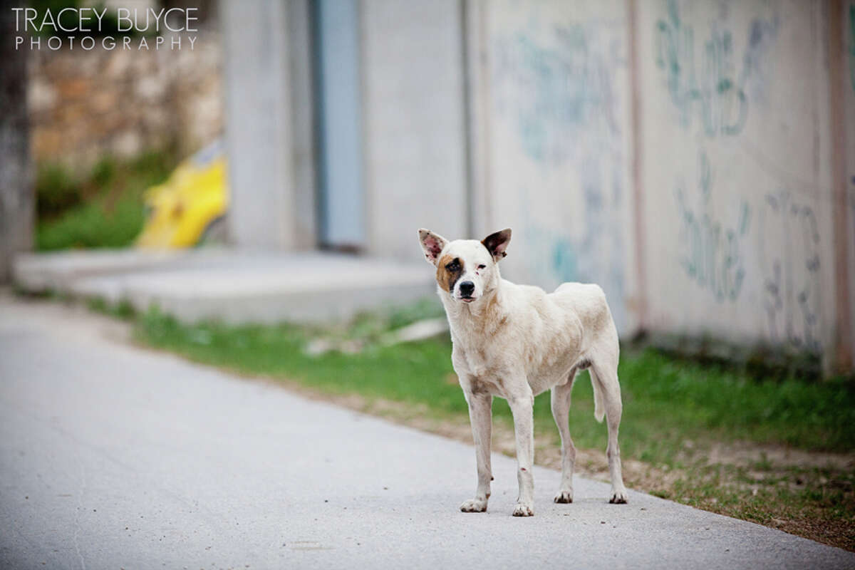 A friend to stray dogs all over