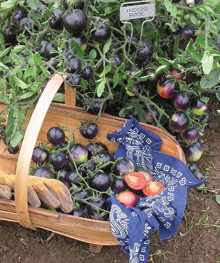 How To Tell When Purple Tomato Is Ripe Sfgate