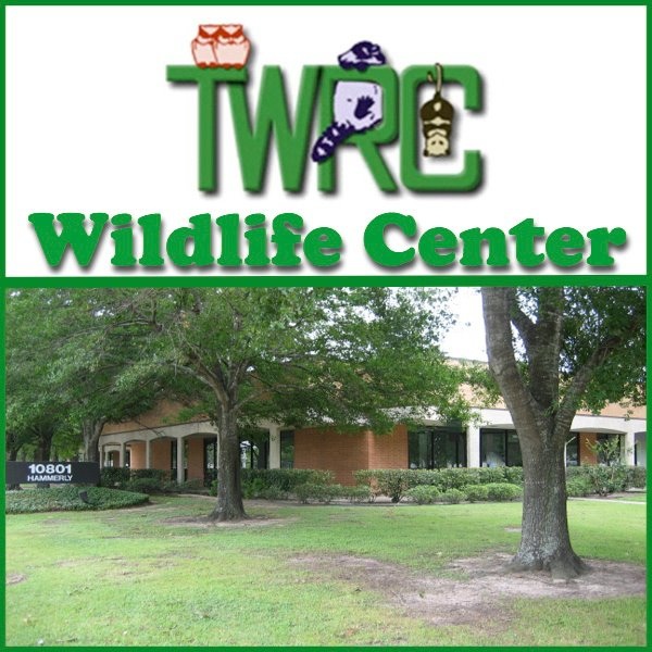 texas-wildlife-rehabilitation-coalition-seeks-volunteers