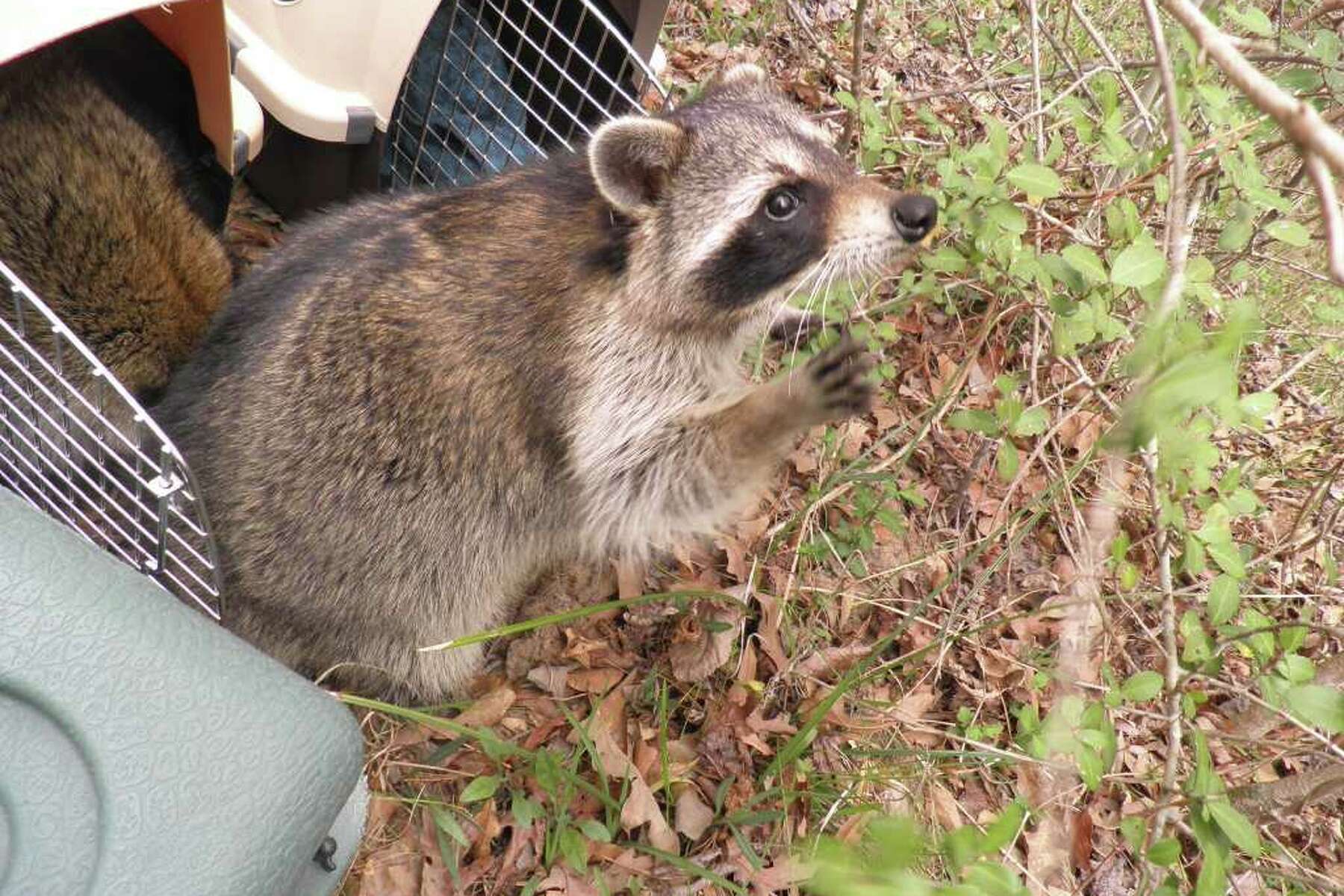 Friends of Texas Wildlife to hold supply drive in Magnolia