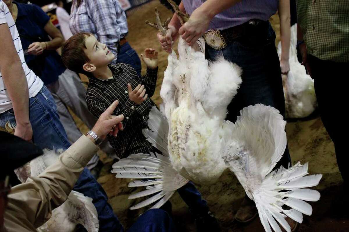 Lane Ramzinski, 6, watches as Chase Pargmann, 15, holds a turkey hen for his brother, Ty Pargmann, 9, all of LaVernia, during the preliminary judging for the Junior Market Turkey Show at the San Antonio Stock Show & Rodeo on Wednesday, Feb. 22, 2012. "We're just showing him the ropes for when he gets in third grade," Chase Pargmann said of Ramzinski.
