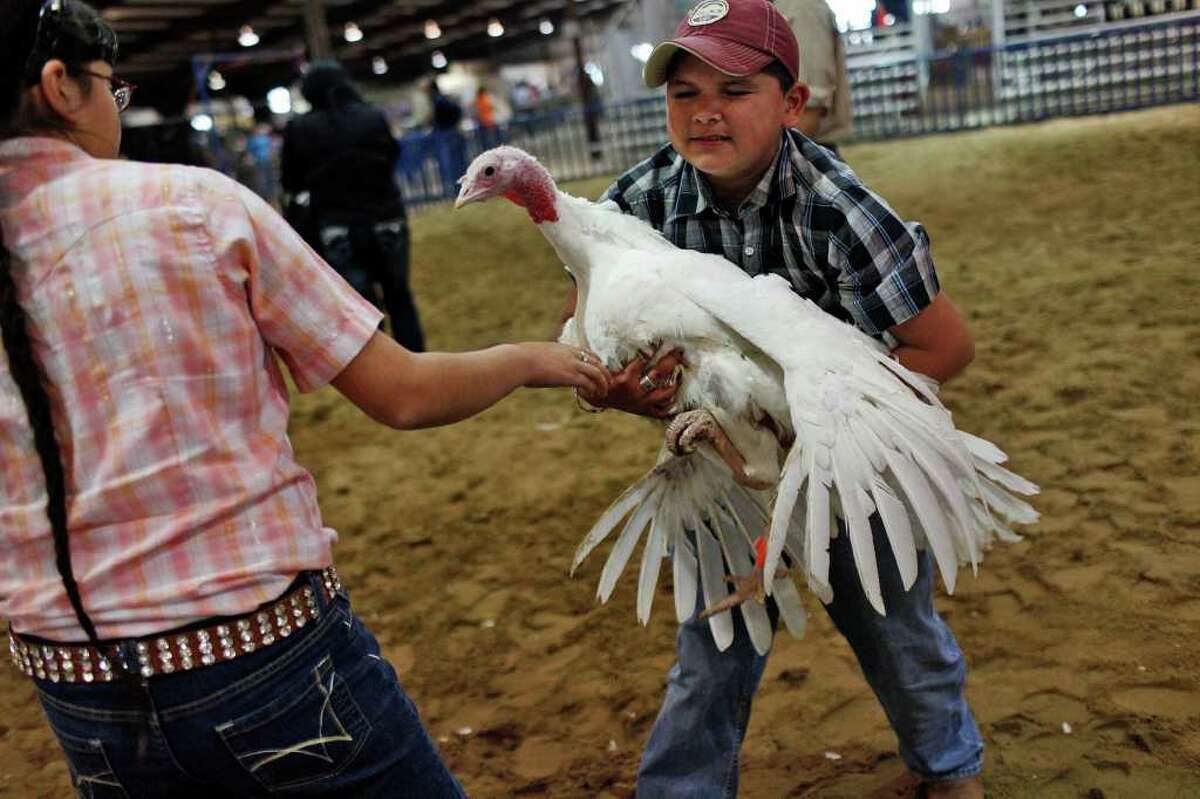 Amanda Aguillera, 10, gets help with her turkey hen from her brother, Brian Aguillera, 12, of Atascosa County, during the preliminary judging for the Junior Market Turkey Show at the San Antonio Stock Show & Rodeo on Wednesday, Feb. 22, 2012.