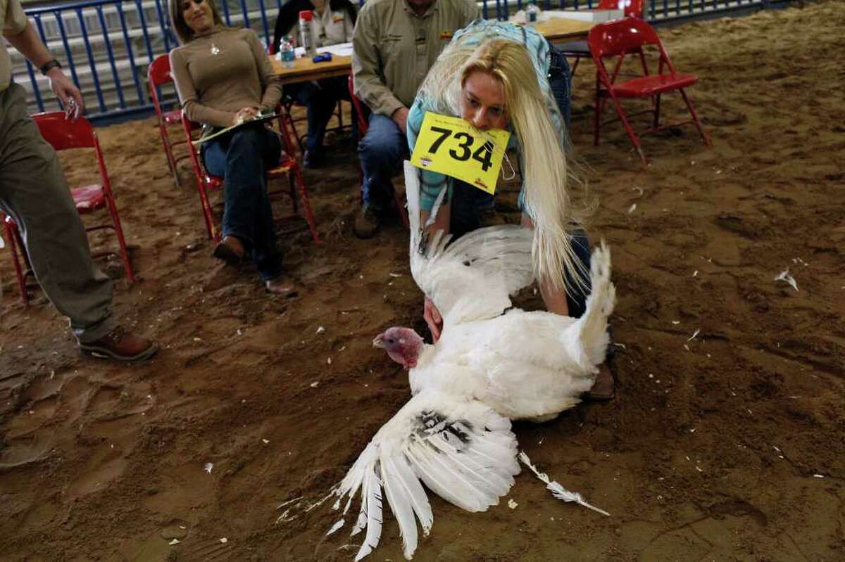 Avery Burkholder, 17, of Helotes, picks up her turkey tom during the preliminary judging for the Junior Market Turkey Show at the San Antonio Stock Show & Rodeo on Wednesday, Feb. 22, 2012.