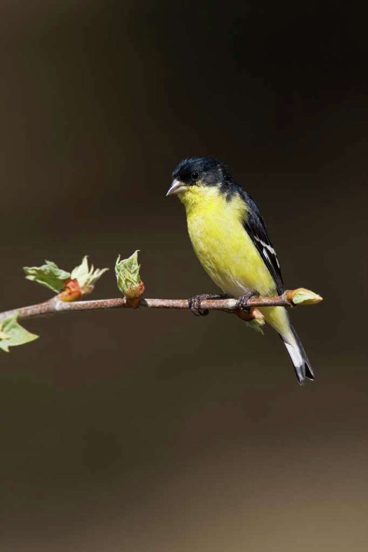 Lesser goldfinch bring a festive splash of color to the early spring landscape. Photo Credit: Kathy Adams Clark. Restricted use.