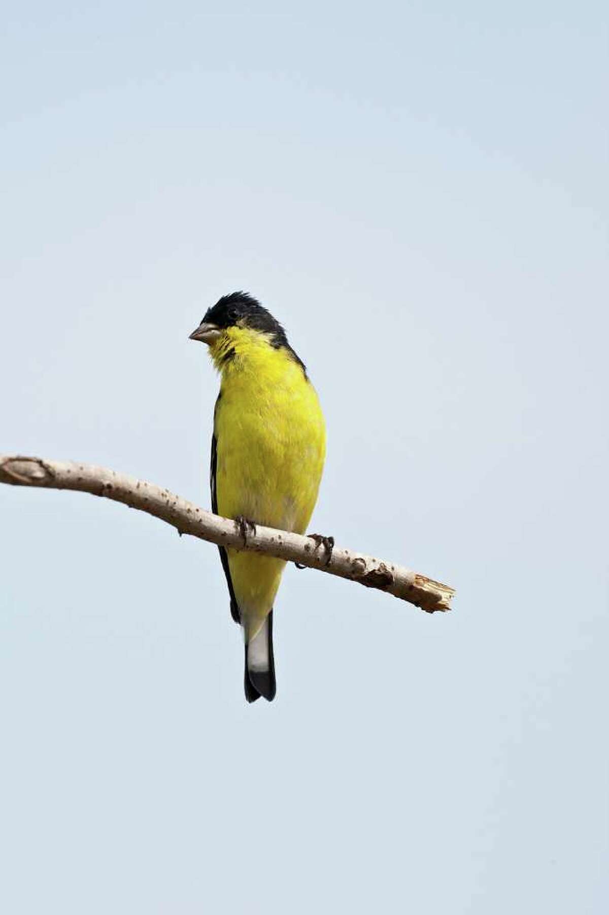 Male lesser goldfinch are colorful all year with rich black head and back and bright yellow undersides. Photo Credit: Kathy Adams Clark. Restricted use.