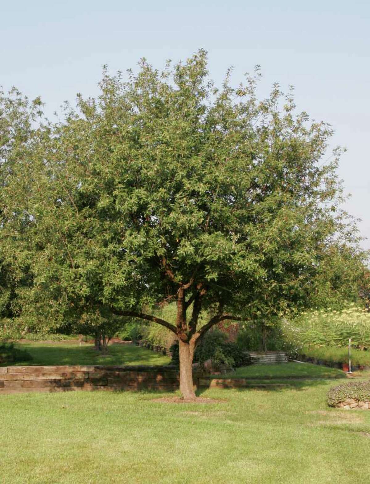 Native and Mexican oaks are notable additions to home gardens