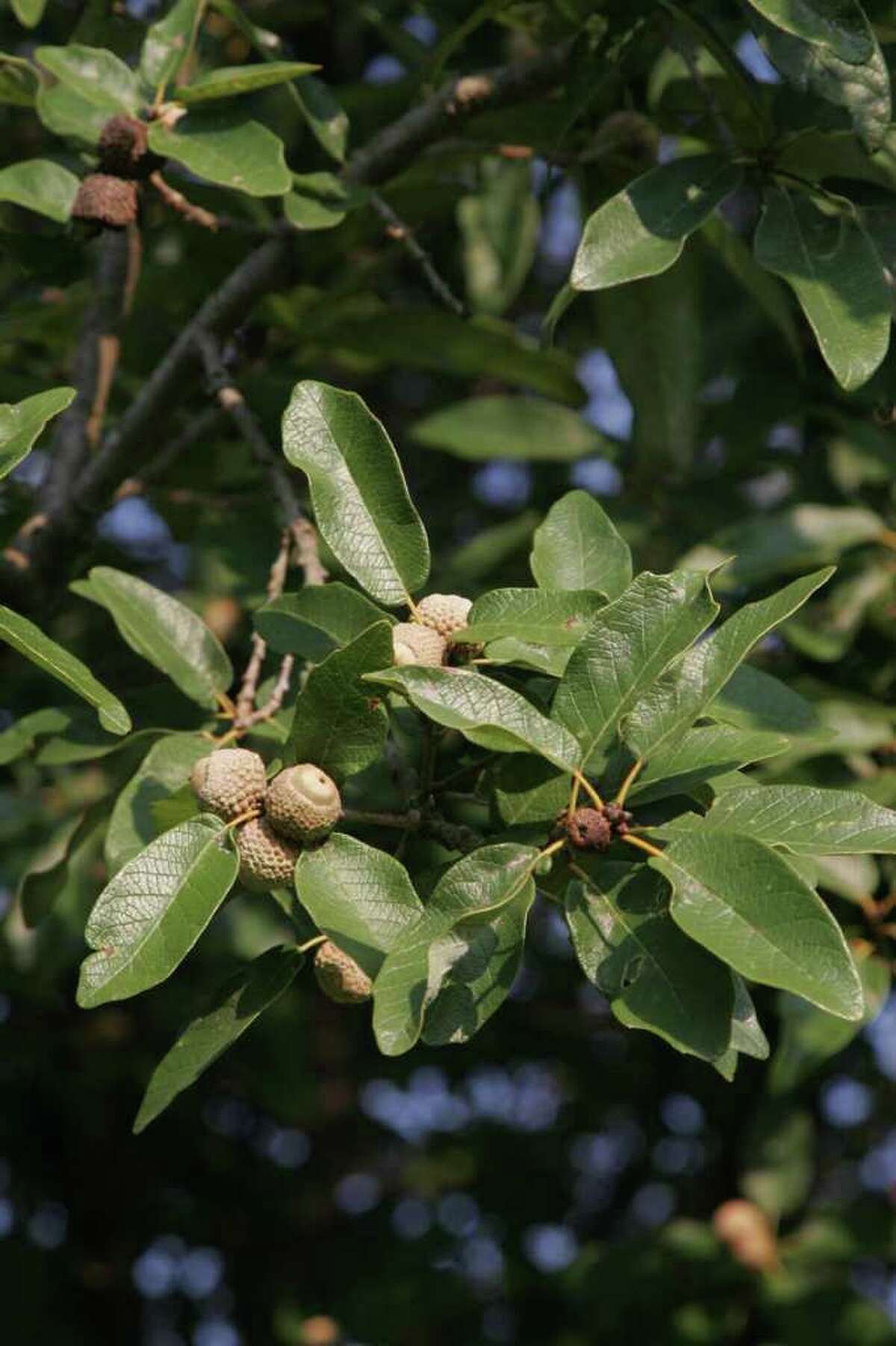 Native and Mexican oaks are notable additions to home gardens