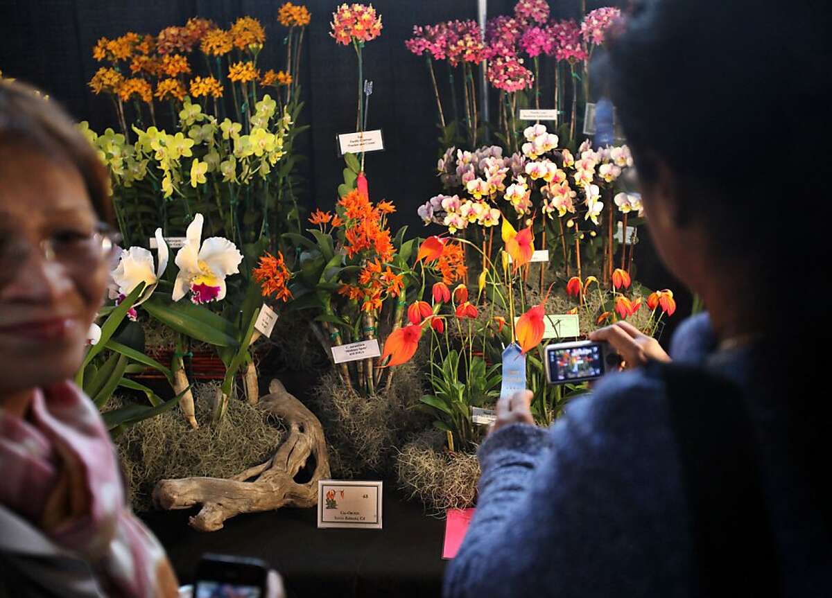 Orchid obsession in full bloom at S.F. exposition
