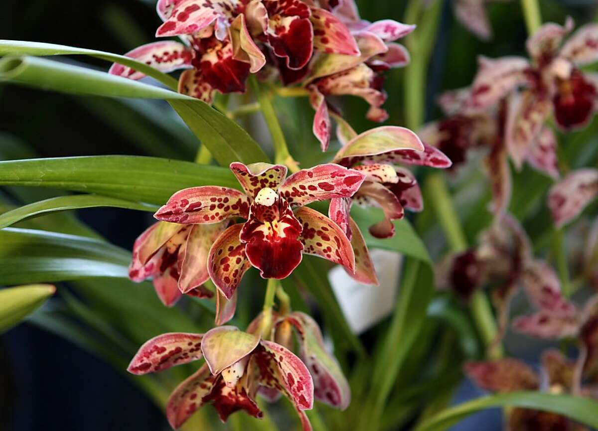Orchid obsession in full bloom at S.F. exposition