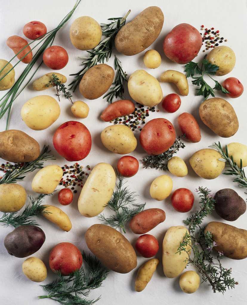 Tracing the potato's roots