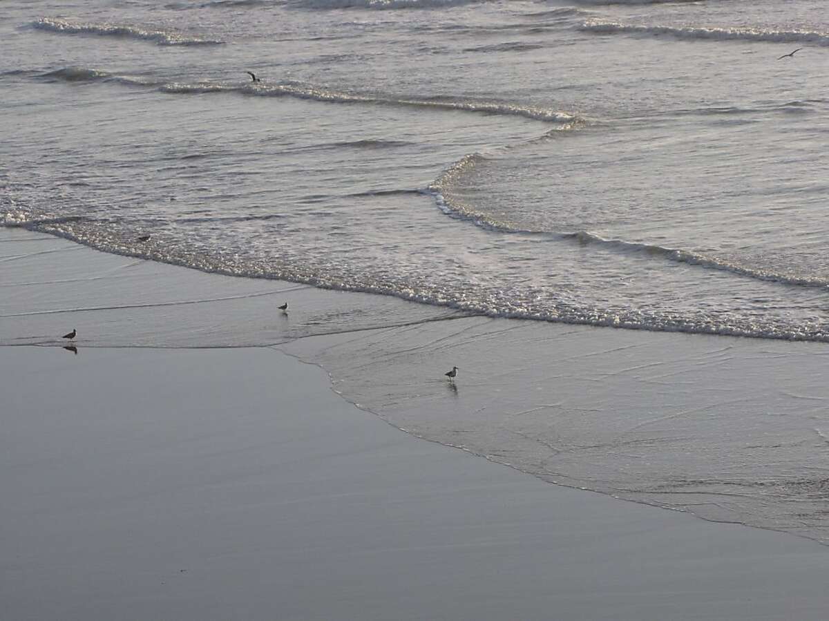 Severed foot in shoe washes up on Ocean Beach