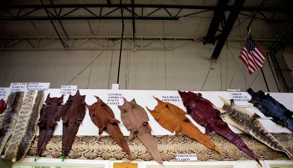 A collection of exotic reptile skins at the Lucchese factory in El Paso.