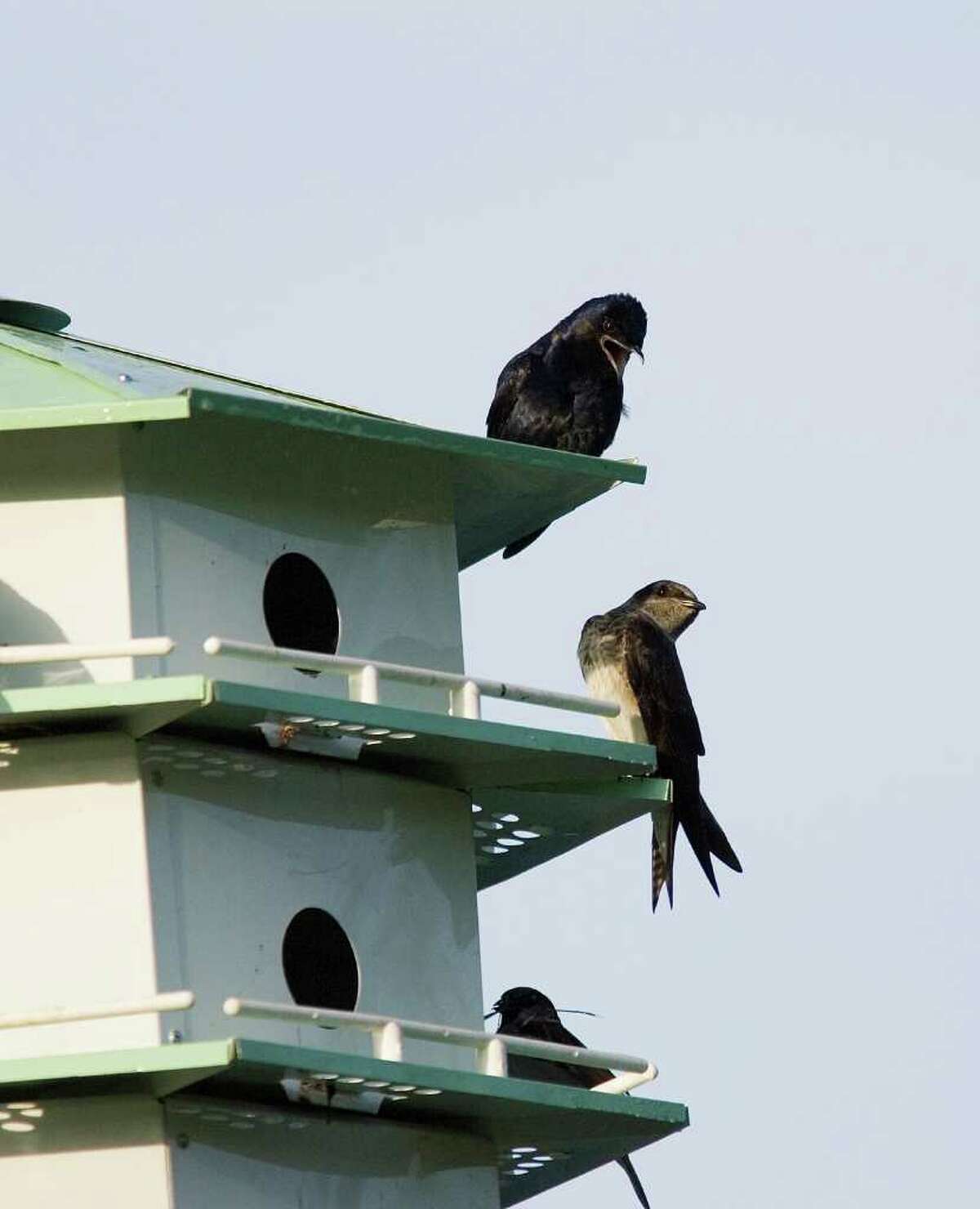 Purple martins are returning to their nesting locations all over Texas. Photo Credit: Kathy Adams Clark. Restricted use.