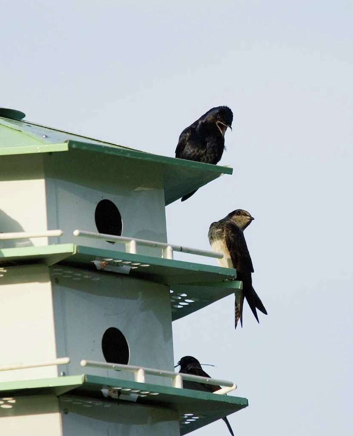Humans reap the benefits of purple martins