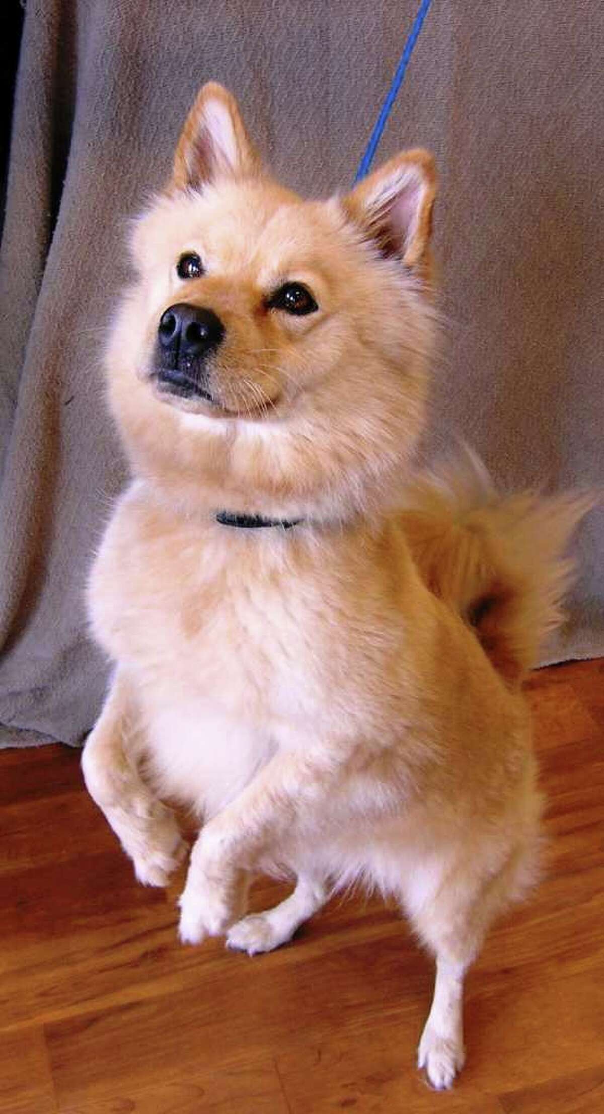 Daisy, an American Eskimo, Spitz, Chow Mix 2 year old dog, is the Pet of the Week for March 4, 2012.