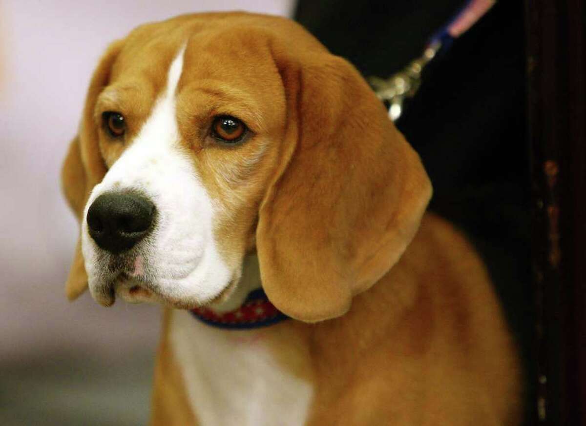 Uno, a beagle, was named Best in Show at the 2008 Westminster Dog Show.