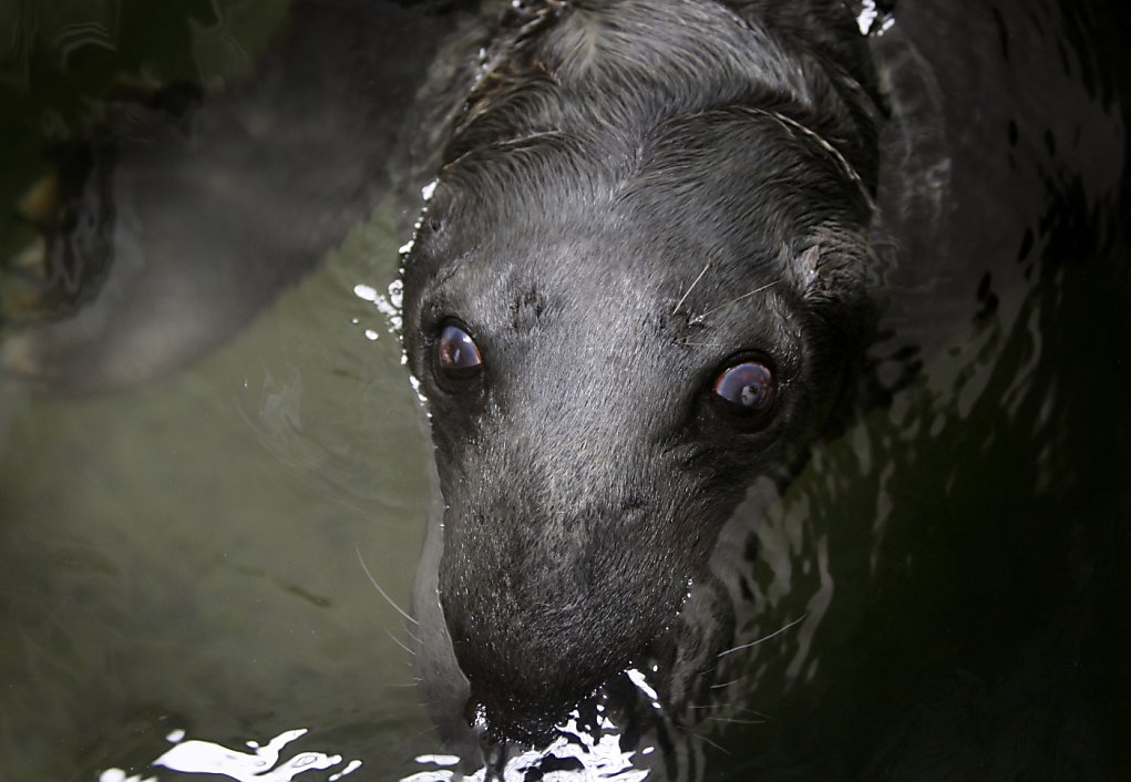 are seals just water dogs