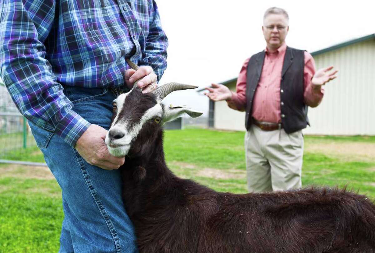 Malaria vaccine in A&M goats' milk could save lives