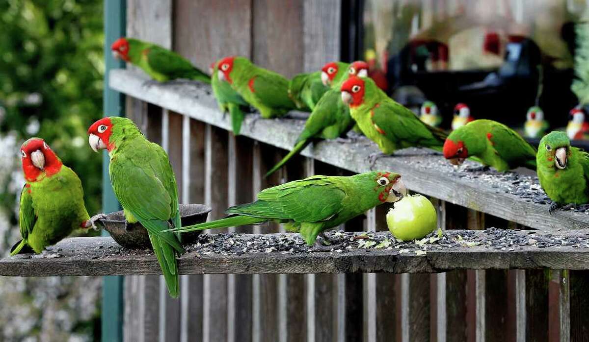 Parrots stop for chow at the home of Joe Sulley in Brisbane, Calif. The famous fowl of San Francisco's Telegraph Hill have joined the flight to the suburbs.