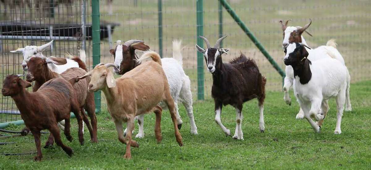 A female goat (the dark one right of center) who is genetically modified to produce a malaria vaccine in it's milk runs with other female goats on the campus of The Reproductive Sciences Complex at Texas A&M, Tuesday, Jan. 24, 2012, in College Station.The goat is pregnant and they are hoping that the vaccine could be a life-saver in poor countries.