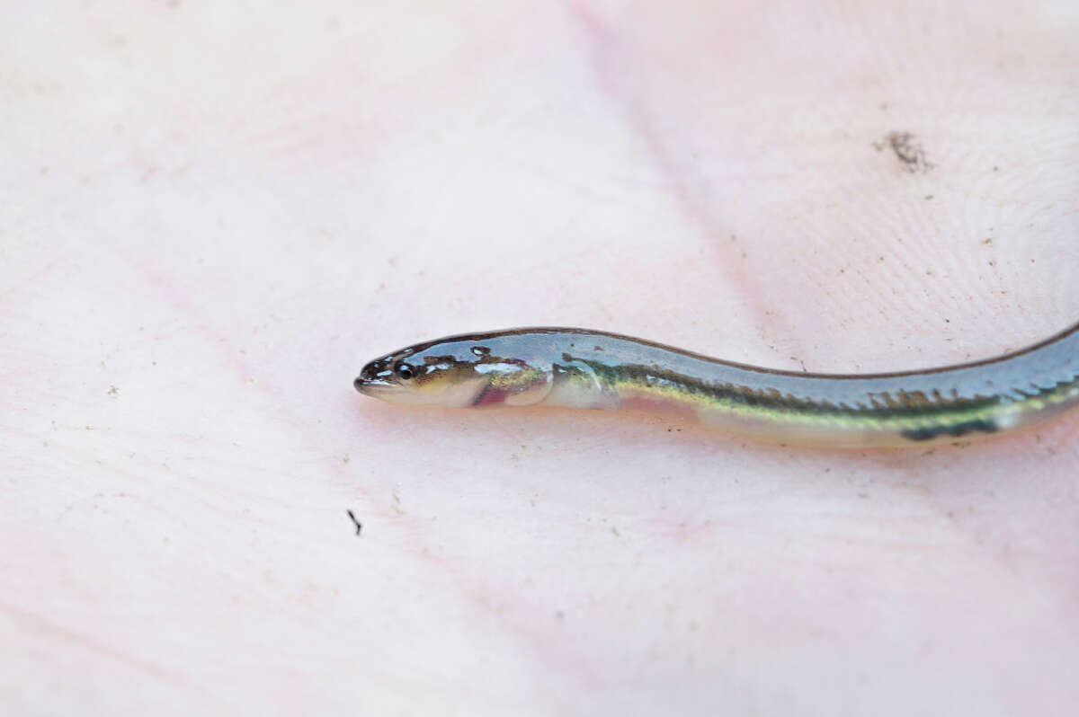 Trapped baby eels to get a helping hand in Greenwich