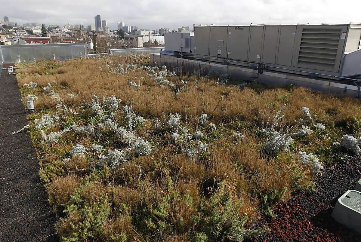 A rooftop garden grows on the new addition to the Drew School in San Francisco, Calif. on Friday, Feb. 10, 2012, which opened recently after a long appeals process.