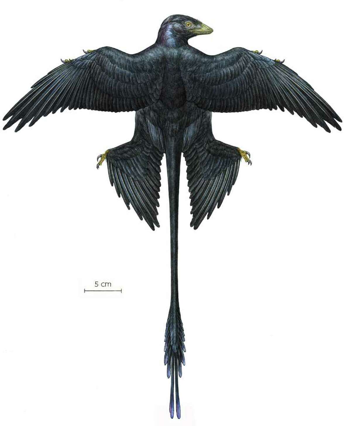 The microraptor was a four-winged dinosaur that lived some 130 million years ago in what’s now the northeastern part of China.
