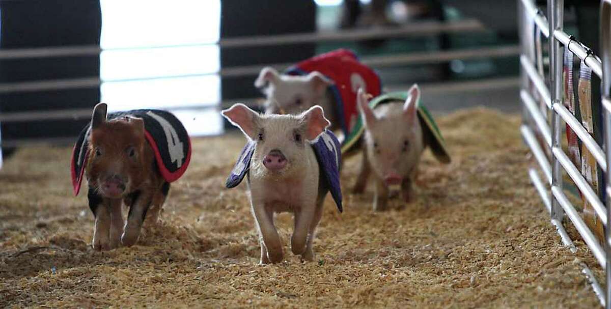 Pigs race around the track during the Pig Races at the Houston Livestock Show and Rodeo, Wednesday, March 7, 2012, in Houston. ( Karen Warren / Houston Chronicle )
