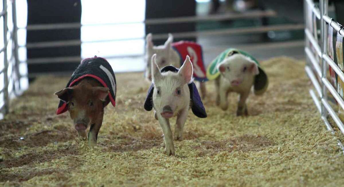 Pigs race around the track during the Pig Races in the Kids Country area at the Houston Livestock Show and Rodeo, Wednesday, March 7, 2012, in Houston. ( Karen Warren / Houston Chronicle )