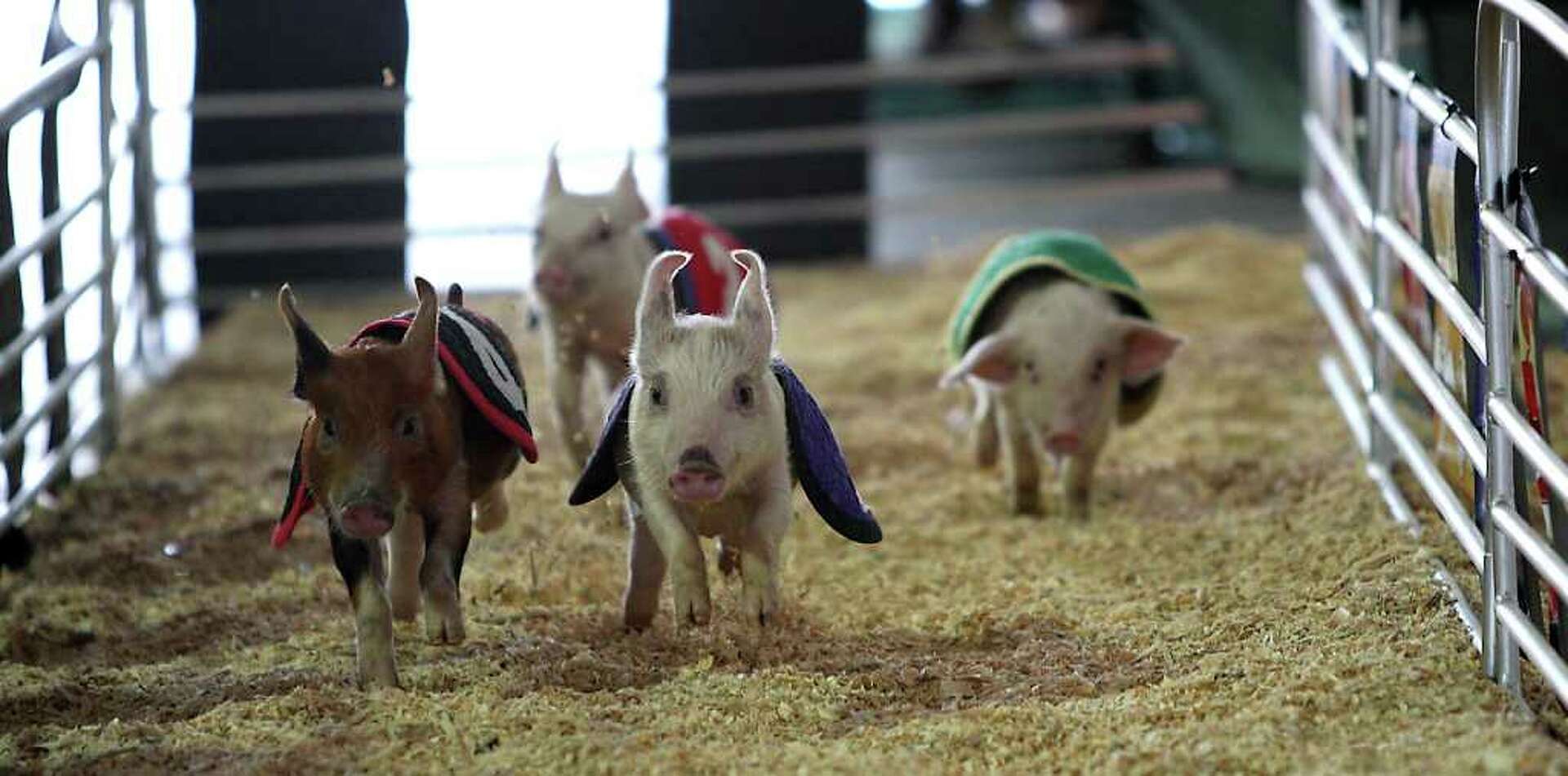 Pig Races Rodeo Pigs oink their way to Oreos at rodeo