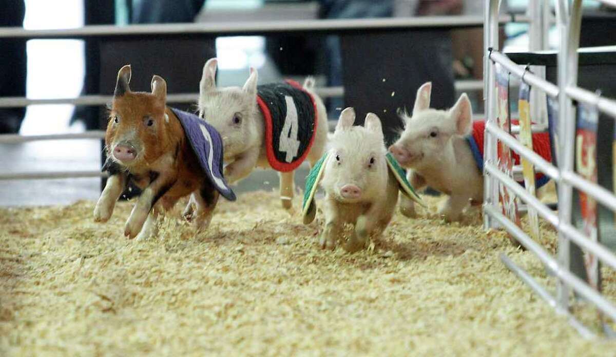 Pigs oink their way to Oreos at rodeo