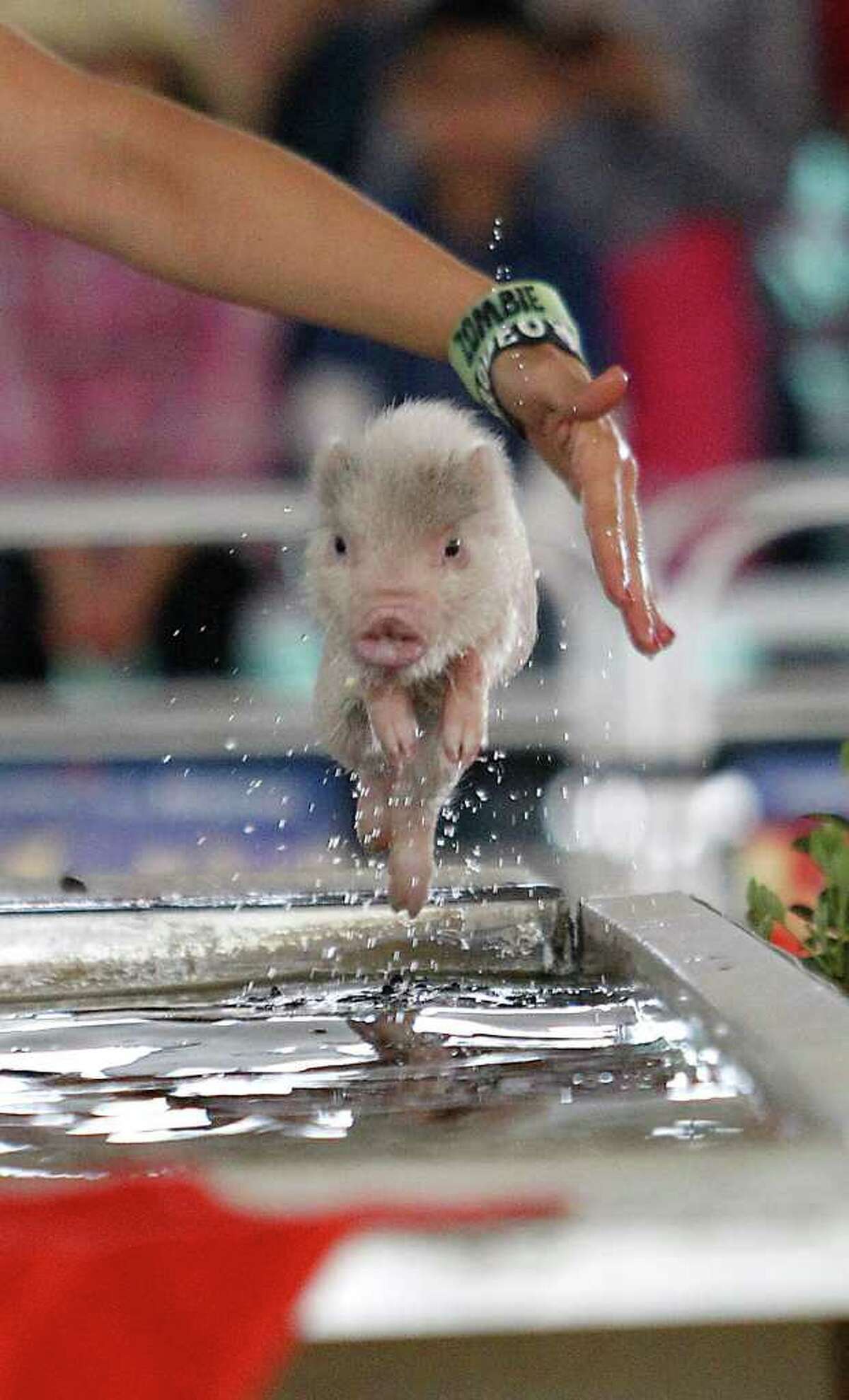 Pigs oink their way to Oreos at rodeo