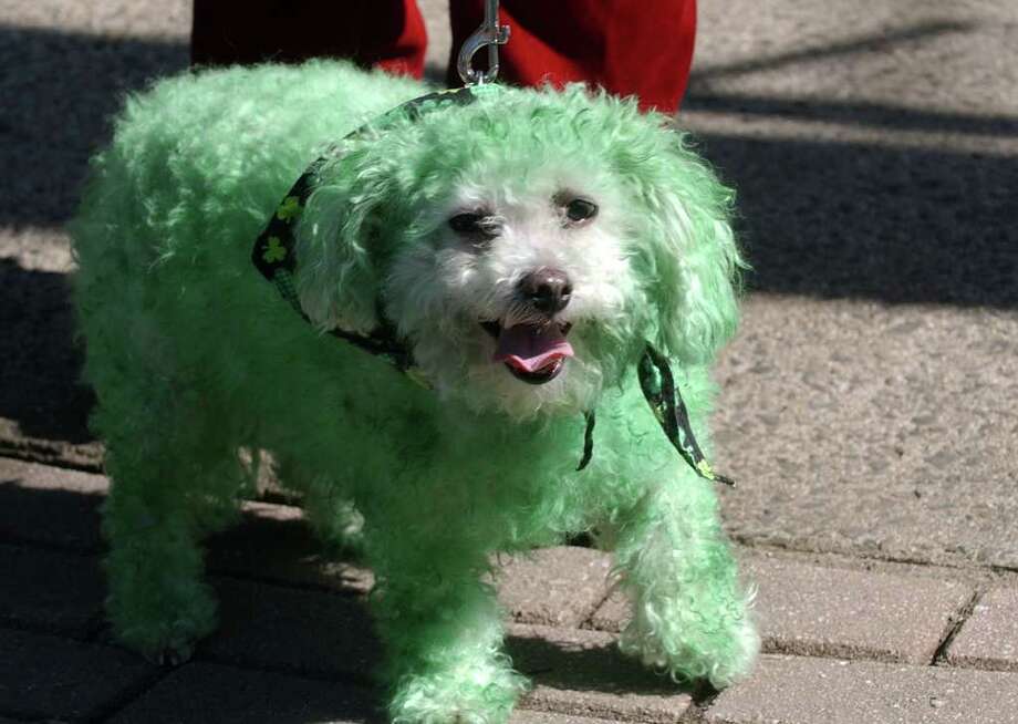 milford ct st paddys day parade