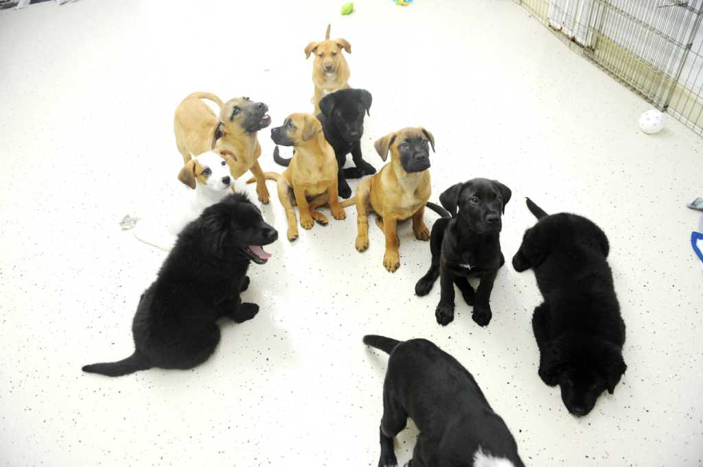 20 Hour Drive Saves Nine Puppies Lives 20 Hour Drive Saves Nine Puppies Lives, Adopt A Dog Armonk Ny