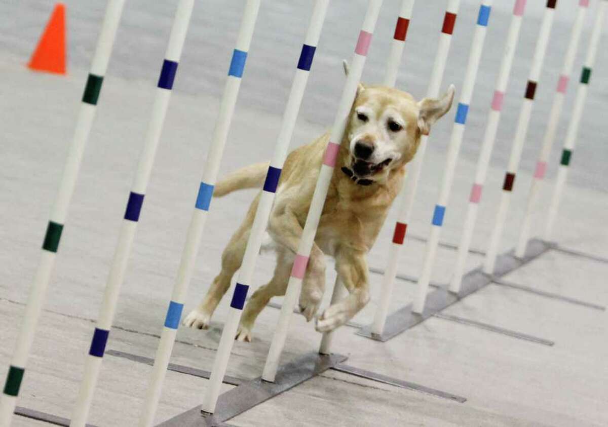 Seattle Kennel Club Dog Show