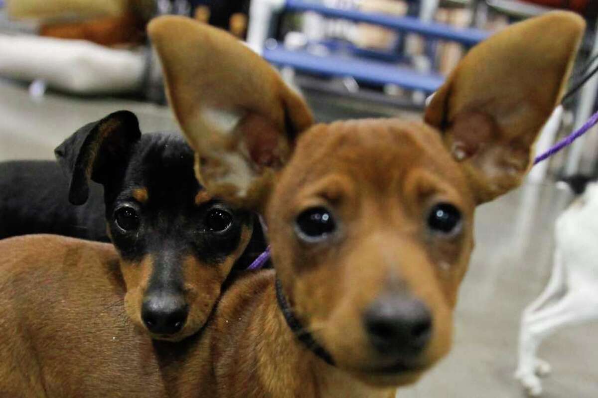 Seattle Kennel Club Dog Show