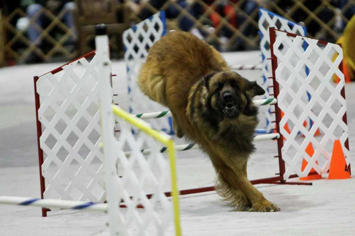 Seattle Kennel Club Dog Show