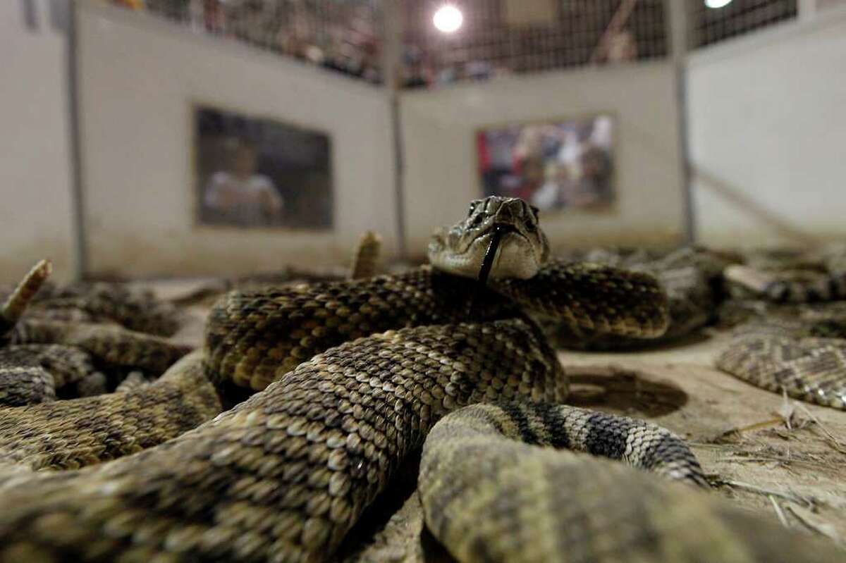 Sweetwater rattler roundup corrals fun by the gross