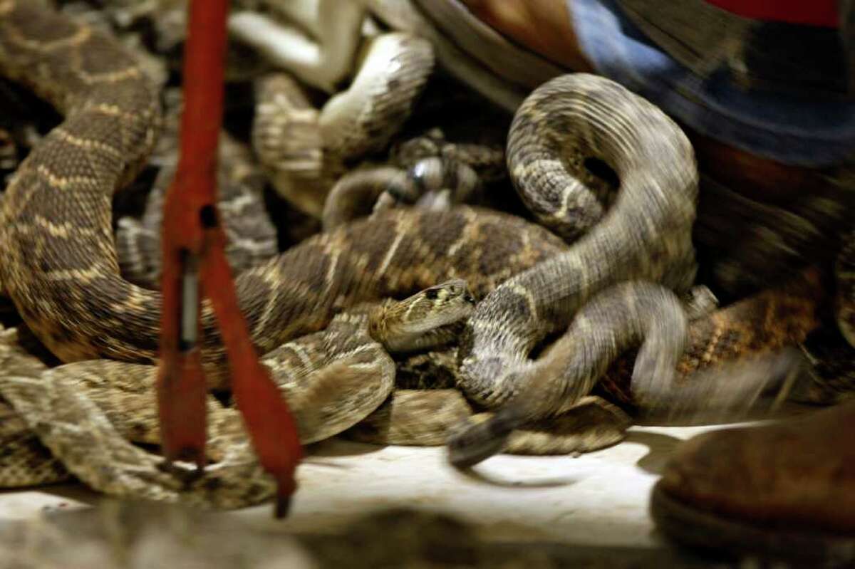 Sweetwater rattler roundup corrals fun by the gross