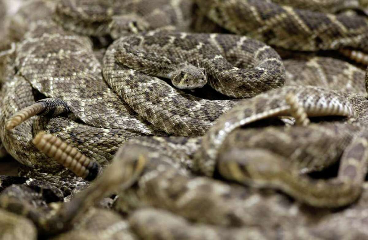 Sweetwater rattler roundup corrals fun by the gross