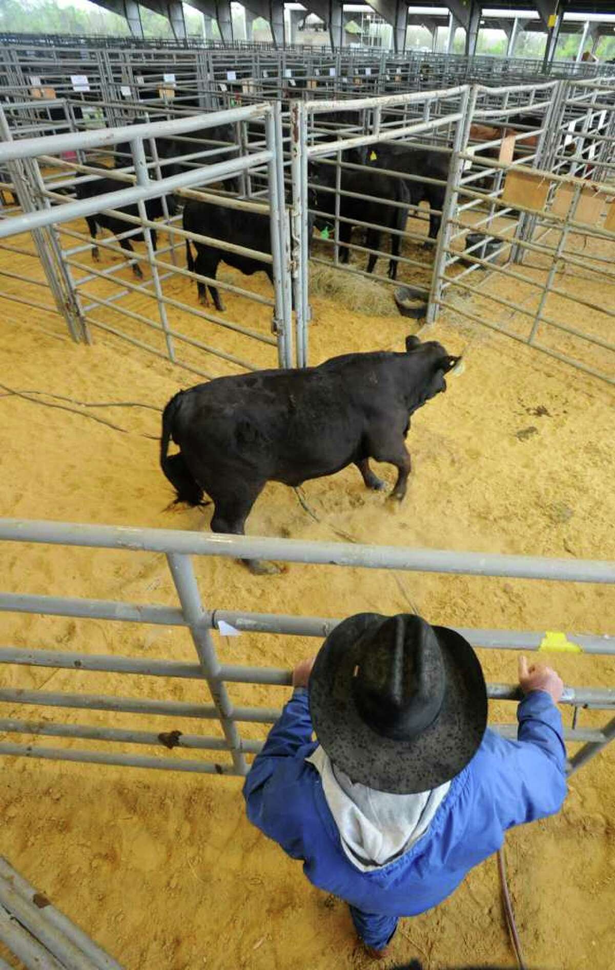 High cattle prices expected at Beaumont sale