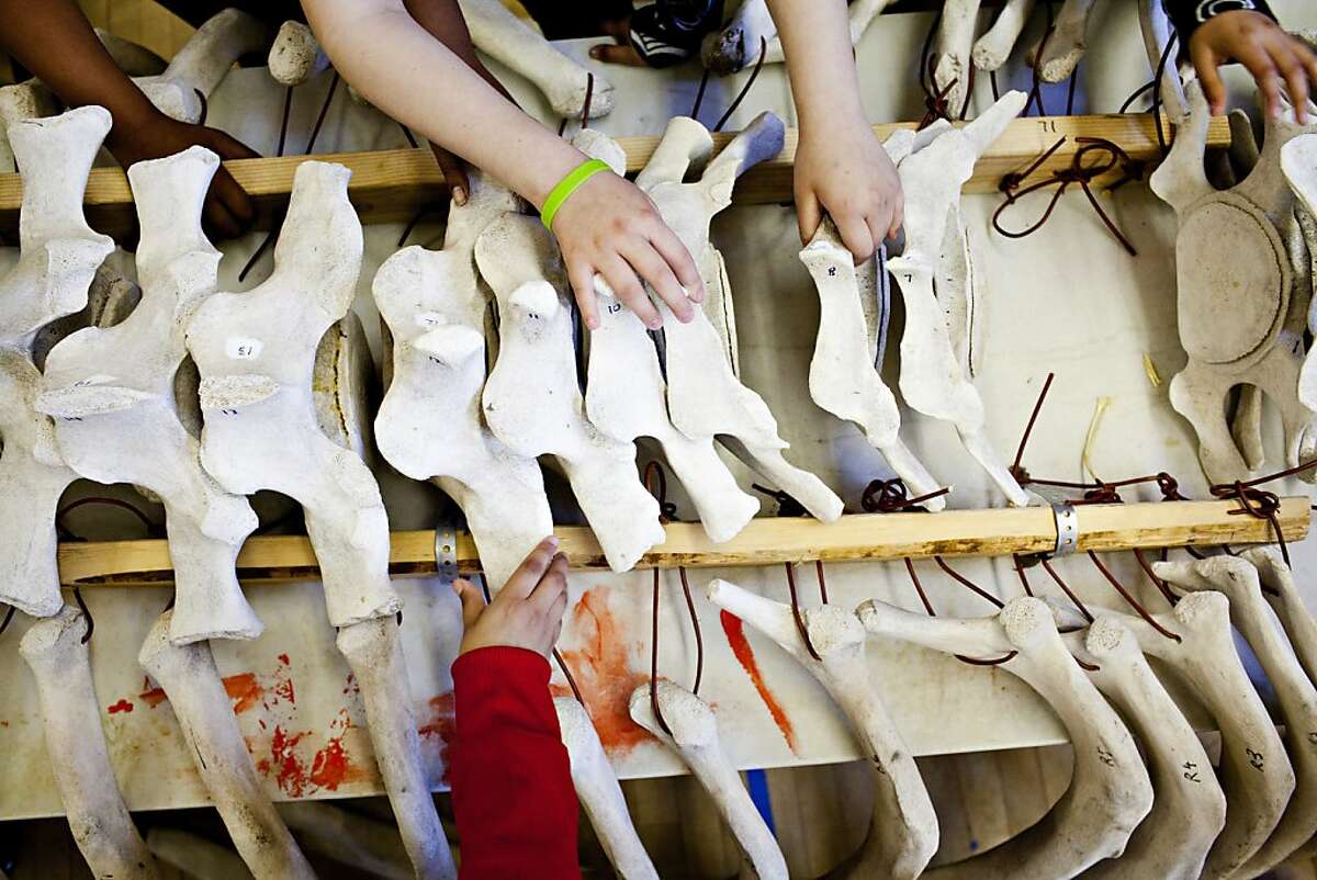 Fifth graders place spine bones of a grey whale into place that Dan Sudran brought into John Muir Elementary School so that students could learn about the animal by reassembling its skeleton in San Francisco, Calif., March 12, 2012. Sudran salvaged the skeleton when it washed ashore last year on Pescadero Beach and has begun showing it off for educational purposes, reassembling it using fiber optic cable as string. Jason Henry/Special to The Chronicle