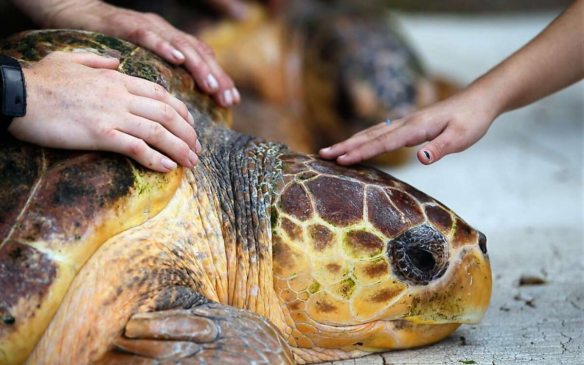 Loggerhead Sea Turtle Lawsuit