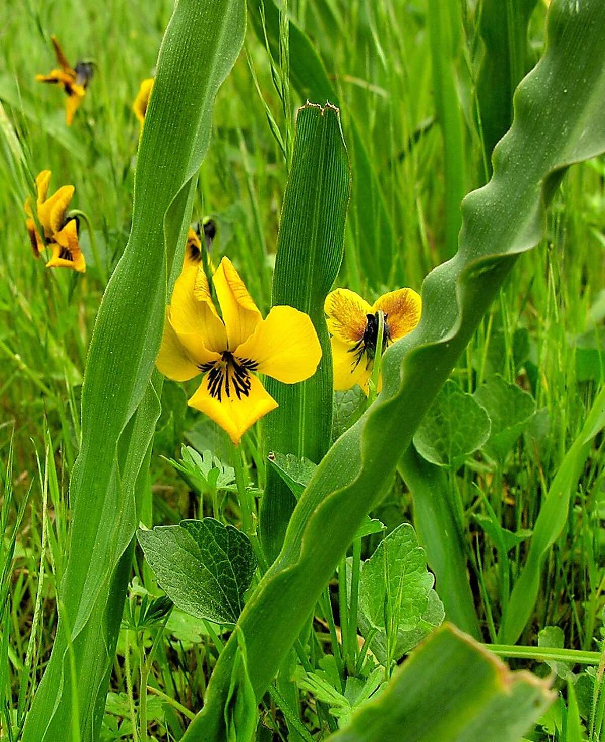 Spring enlivens East Bay hills, and your spirits