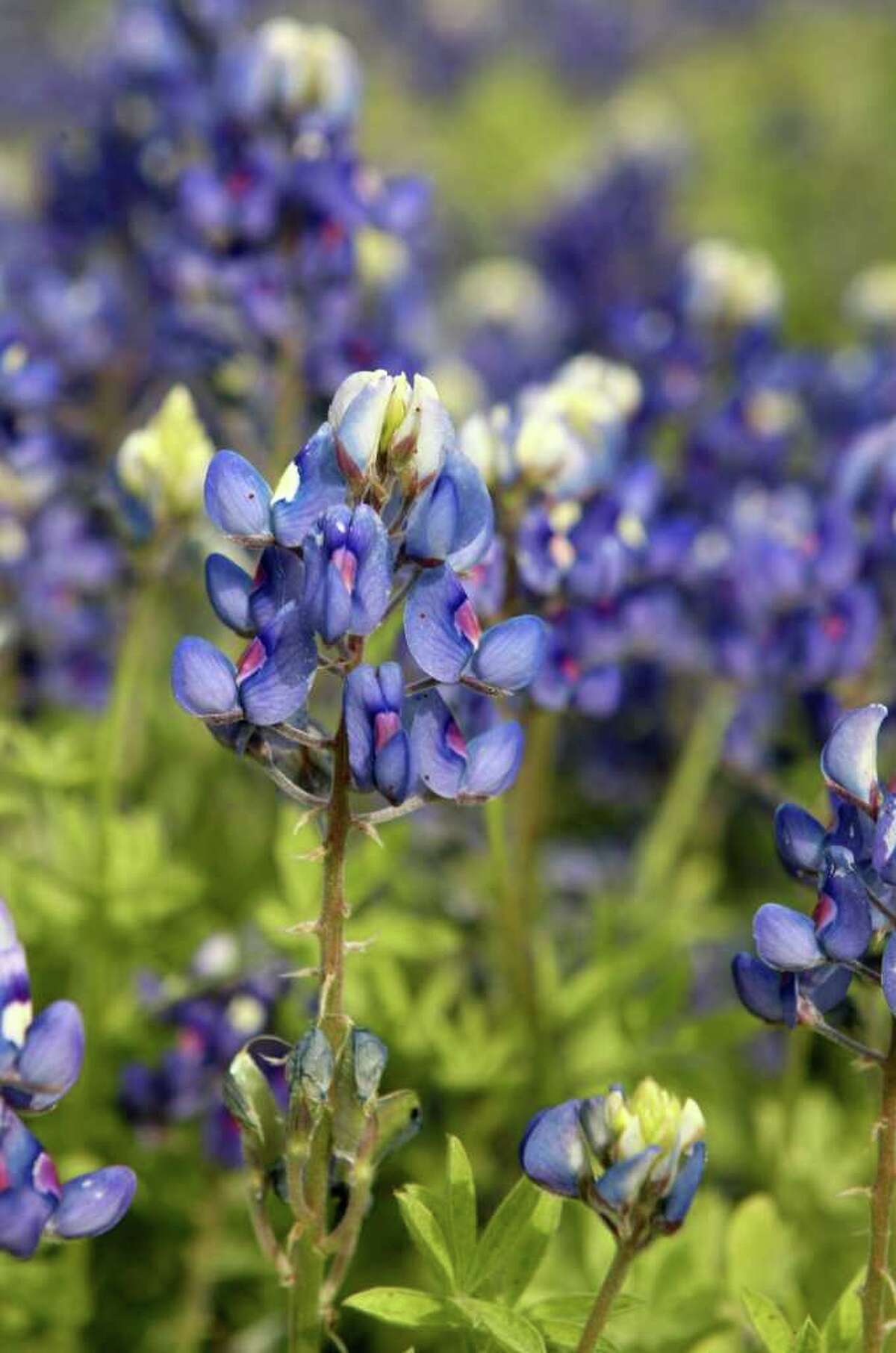 Bluebonnet forecast for 2014 looks promising