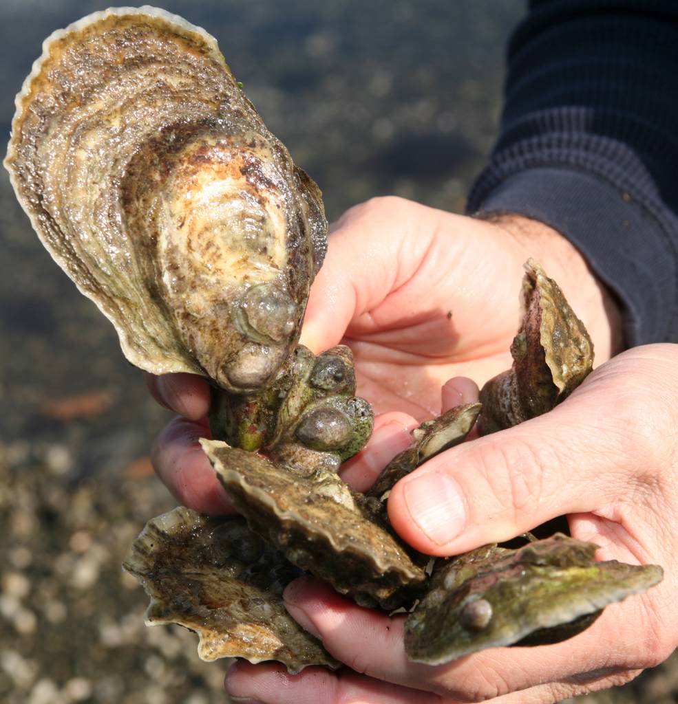 Oyster population growth cheer shellfish commission members